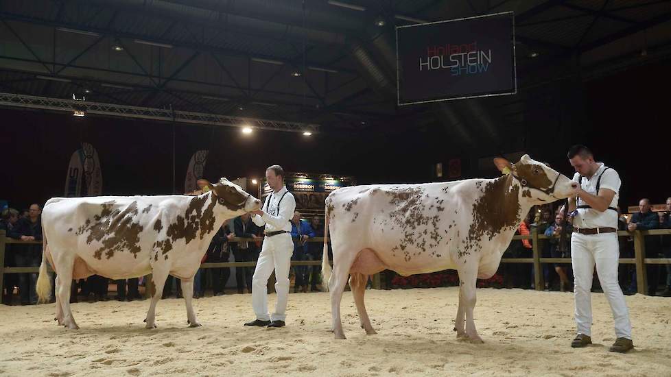 De nummer drie van de rubriek Heerenbrink Sylvie 8, een mooigelijnde, sterk geuierde Ladd P-dochter met goede droge benen van de familie Steegink uit Okkenbroek, wordt gevolgd door de fraaie, diepe Tienmorgen Dora 544, een late Classic-dochter van de fami