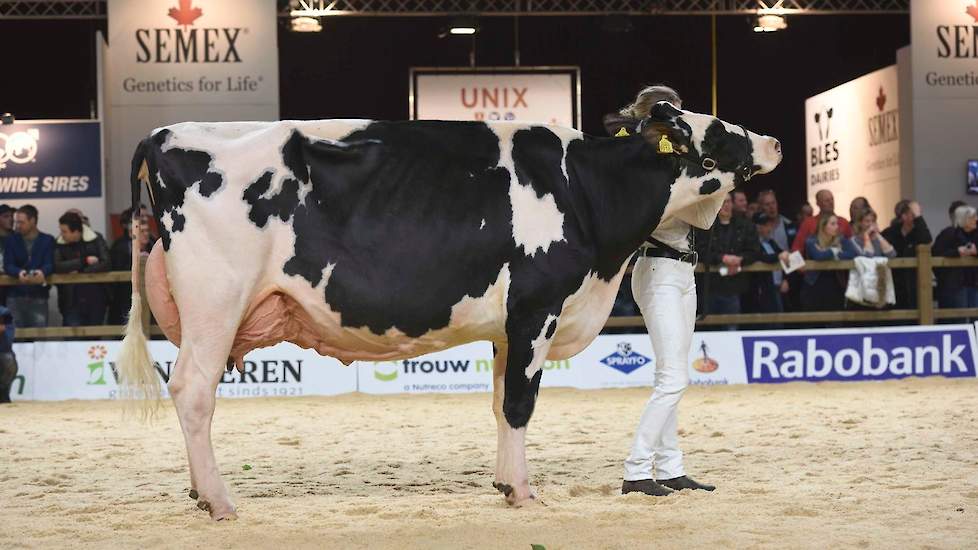 Wilhelmina 550 van de maatschap Van Dijk-De Bruin uit Giessenburg is een dochter van voormalig NRM-kampioene Wilhelmina 358. De diepe ribben en de prachtige uier heeft ze derhalve niet van een vreemde.