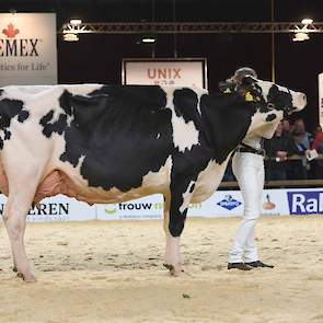 Wilhelmina 550 van de maatschap Van Dijk-De Bruin uit Giessenburg is een dochter van voormalig NRM-kampioene Wilhelmina 358. De diepe ribben en de prachtige uier heeft ze derhalve niet van een vreemde.