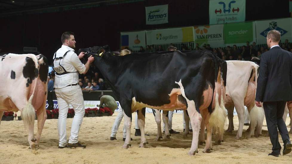 De sterk geuierde Fever Precilla van de familie De Groot uit Everdingen werd 1C.