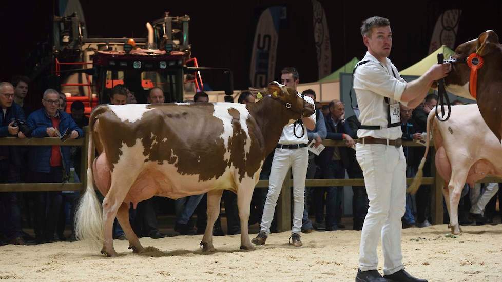 Jansje 607 van De Groot, Everdingen is uit totaal ander hout gesneden. De Albiorix-dochter is een stuk kleiner, maar zeer evenredig gebouwd met veel ruimte in de voorhand, zowel door de breedte en diepte van de borst als de welving in de eerste ribben. Ve