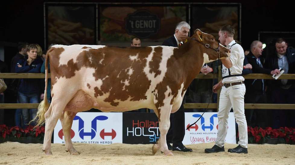 1C Big Boukje 343 van Knoef sloot meer aan bij het type van Jansje. De Mason-dochter heeft niet helemaal dezelfde fraaie welving in de eerste ribben als Jansje, maar wel diepe ribben en een imponerend breed achterstel met een brede achteruier en beste, pa