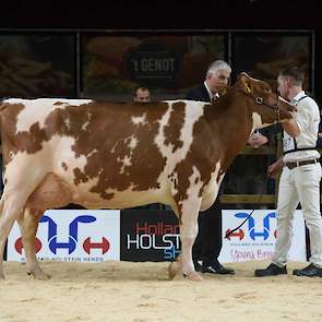 1C Big Boukje 343 van Knoef sloot meer aan bij het type van Jansje. De Mason-dochter heeft niet helemaal dezelfde fraaie welving in de eerste ribben als Jansje, maar wel diepe ribben en een imponerend breed achterstel met een brede achteruier en beste, pa