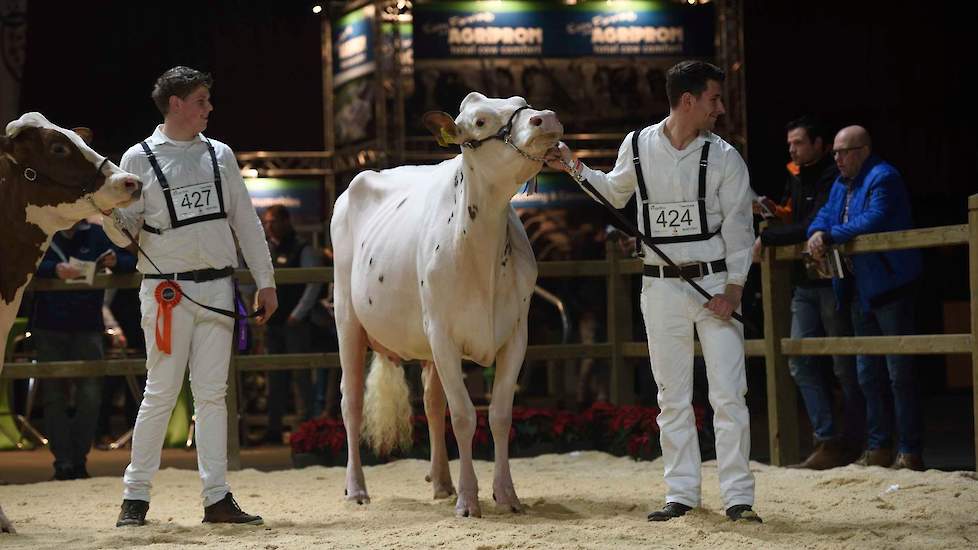 De roodbonte vaarzen hadden over het algemeen wat meer ruimte in de voorhand dan de zwartbonten, zoals deze Gerte 32 van de familie Bloemen laat zien. De Brawler-dochter dankt haar rode kleur aan de Rosabel-factor van haar moedersvader Detour. Ze toont ve