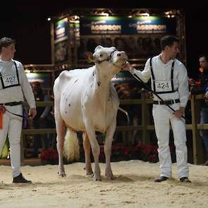 De roodbonte vaarzen hadden over het algemeen wat meer ruimte in de voorhand dan de zwartbonten, zoals deze Gerte 32 van de familie Bloemen laat zien. De Brawler-dochter dankt haar rode kleur aan de Rosabel-factor van haar moedersvader Detour. Ze toont ve