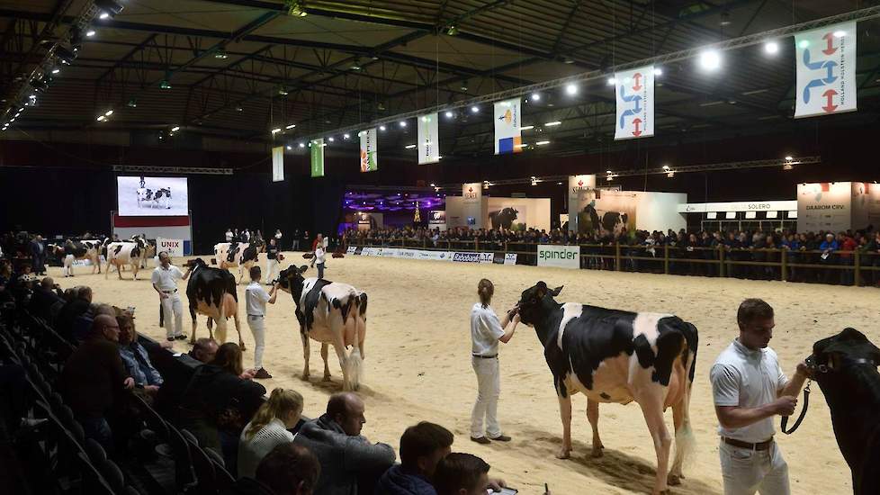 De dochtergroependemonstratie begon met een groep van Croteau Lesperron Unix van Semex. De groep opende met drie hoge, scherpe dieren met diepe, open ribben, gevolgd door twee jeugdige dieren met iets meer ruimte in de voorhand en wat meer gesloten ribben