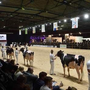 De dochtergroependemonstratie begon met een groep van Croteau Lesperron Unix van Semex. De groep opende met drie hoge, scherpe dieren met diepe, open ribben, gevolgd door twee jeugdige dieren met iets meer ruimte in de voorhand en wat meer gesloten ribben