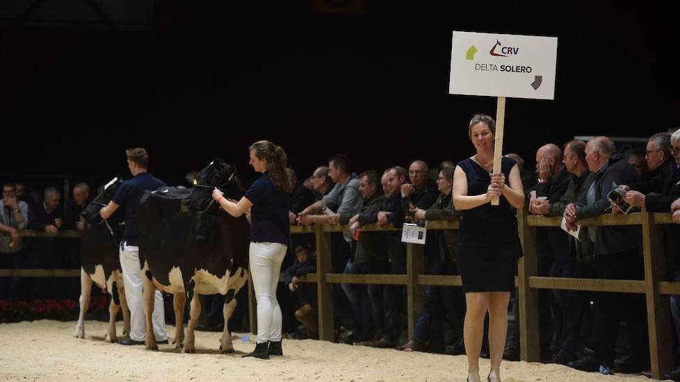 CRV verraste met een beste groep degelijke boerenkwaliteitskoeien. Verrassend omdat de nadruk bij CRV doorgaans op jonge stieren ligt en niet op stieren als Solero die in 2010 geboren is en waarvan al vijfdekalfsdochters aan de melk zijn en die bovendien