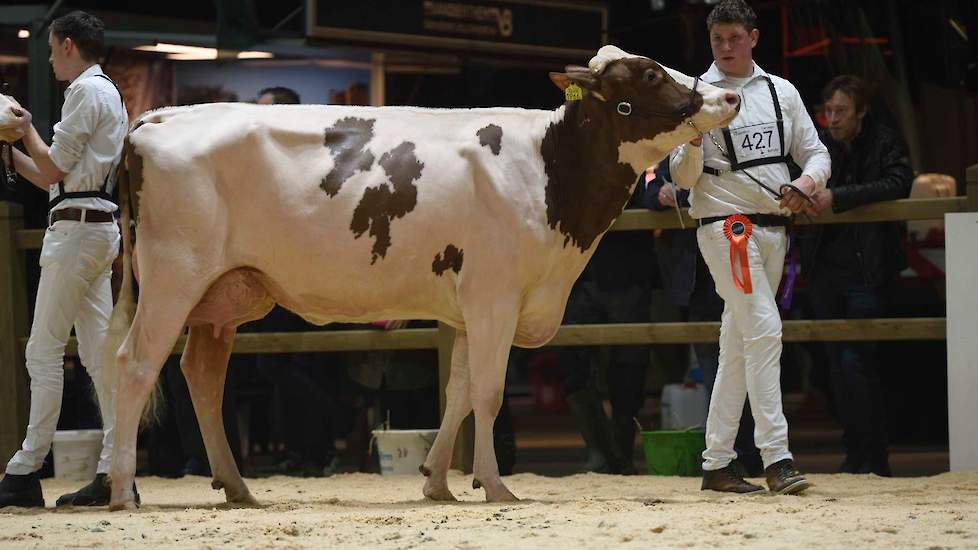 Armani-dochter Bossink Miranda 156 van de familie Van der Kolk uit Wierden dankte haar 1-B positie aan haar jeugd en zeer goede uier.