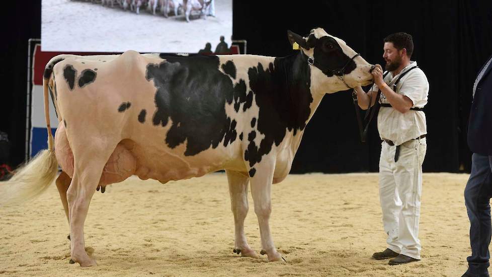 Bij de zwartbonte senioren kwam in de eerste rubriek Giessen Cinderella 79 van Van Vliet op kop, een grote, lange en best geuierde Atwood-dochter.