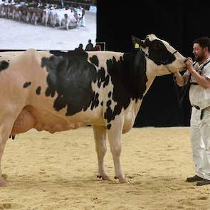 Bij de zwartbonte senioren kwam in de eerste rubriek Giessen Cinderella 79 van Van Vliet op kop, een grote, lange en best geuierde Atwood-dochter.