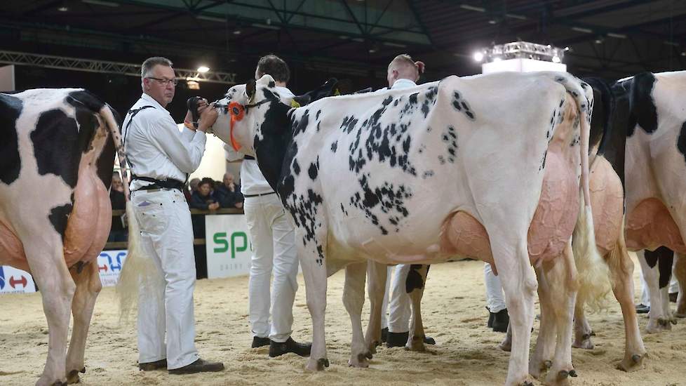 Gerda 193 van de familie Hoftijzer blonk uit met haar hoge achteruier en legde beslag op de derde plaats.