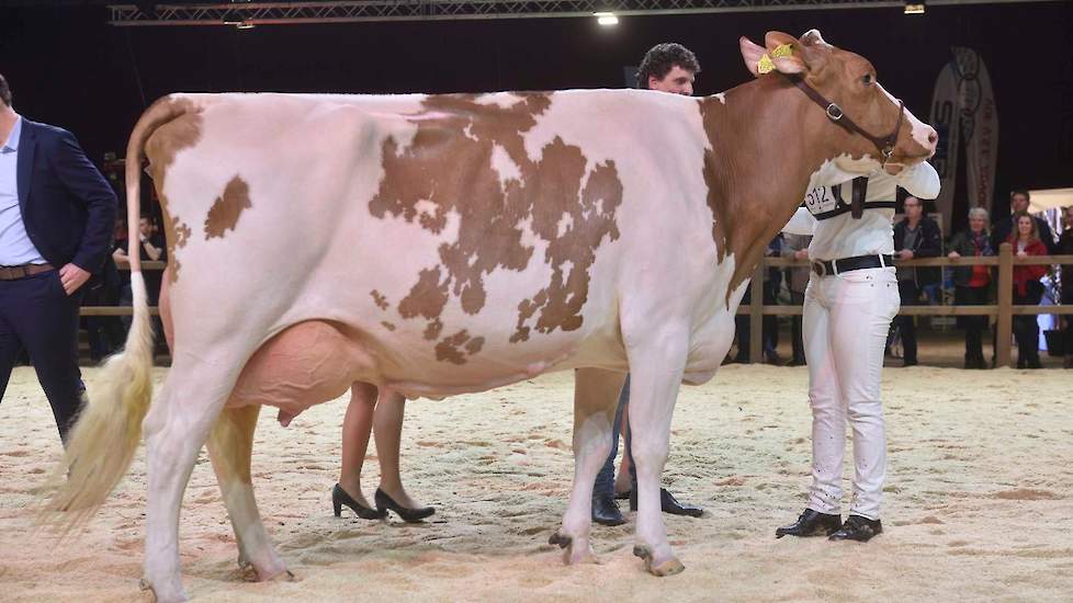 Was het niveau bij de roodbonten de hele dag al bijzonder hoog, bij de senioren ging daar nog een flinke schep bovenop. In een geweldige rubriek kwam deze Twente Dairies Apple José 1 van Tijhuis voorop. Een prachtige, evenredig gebouwde Big Apple-dochter