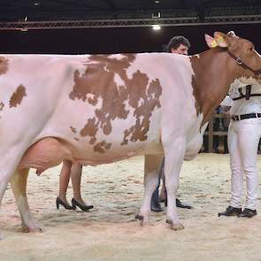 Was het niveau bij de roodbonten de hele dag al bijzonder hoog, bij de senioren ging daar nog een flinke schep bovenop. In een geweldige rubriek kwam deze Twente Dairies Apple José 1 van Tijhuis voorop. Een prachtige, evenredig gebouwde Big Apple-dochter