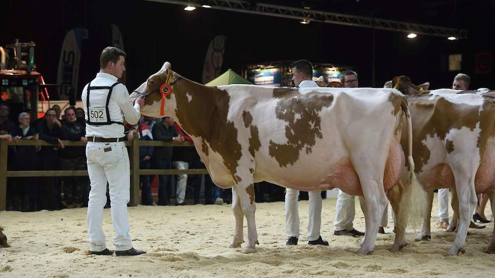 De aftredend kampioene van vorig jaar, Heerenbrink Truus 4 van Steegink en eveneens een Big Apple-dochter, moest genoegen nemen met de tweede plaats. Qua fijnheid en vrouwelijkheid doet ze niet onder voor haar halfzus, maar in de uieraanhechting en -diept