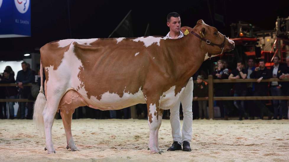 1C Welland Geertje 458 van de familie Van der Wel uit Hoogblokland was iets anders gebouwd dan haar twee voorgangsters. Ze is lang en uitstekend geuierd.