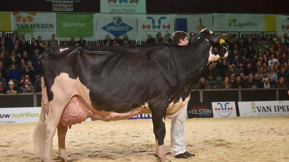 Het klapstuk bij de zwartbonten was de laatste rubriek. Twee honderdtonners en koeien die allemaal al eens kampioenstitels hadden behaald gingen de strijd aan. Op kop kwam toch vrij gemakkelijk New Moore Esmeralda 38 van Withaar-Prent. De O-Man-dochter he