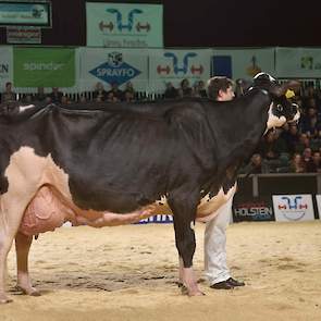 Het klapstuk bij de zwartbonten was de laatste rubriek. Twee honderdtonners en koeien die allemaal al eens kampioenstitels hadden behaald gingen de strijd aan. Op kop kwam toch vrij gemakkelijk New Moore Esmeralda 38 van Withaar-Prent. De O-Man-dochter he