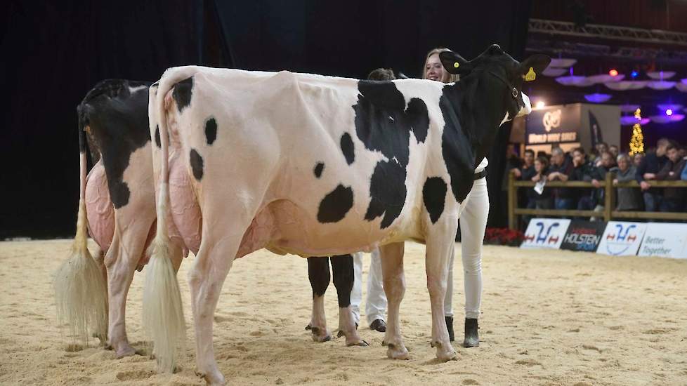 Drouner Ajdh Cosmo van Albring kwam na lang wikken en wegen van Widmer op de tweede plaats. De Mogul-dochter is erg jeugdig en deed wat licht aan in dit gezelschap, maar imponeerde met haar fantastische achteruier en beste benen.