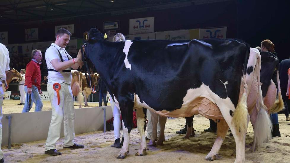 Gerda 126, een fraaie, rastypische Goldsun-dochter van de familie De Jong uit Montfoort kreeg de derde plaats toebedeeld