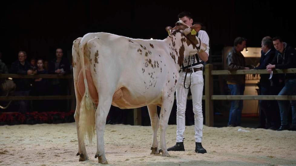 Barendonk Brasilera 26 van de familie Hermanussen uit Beers legde beslag op de derde plaats. Ze heeft een mooie ribwelving en imponeert in achteraanzicht met haar hoge achteruier en de kurkdroge, parallelle benen.