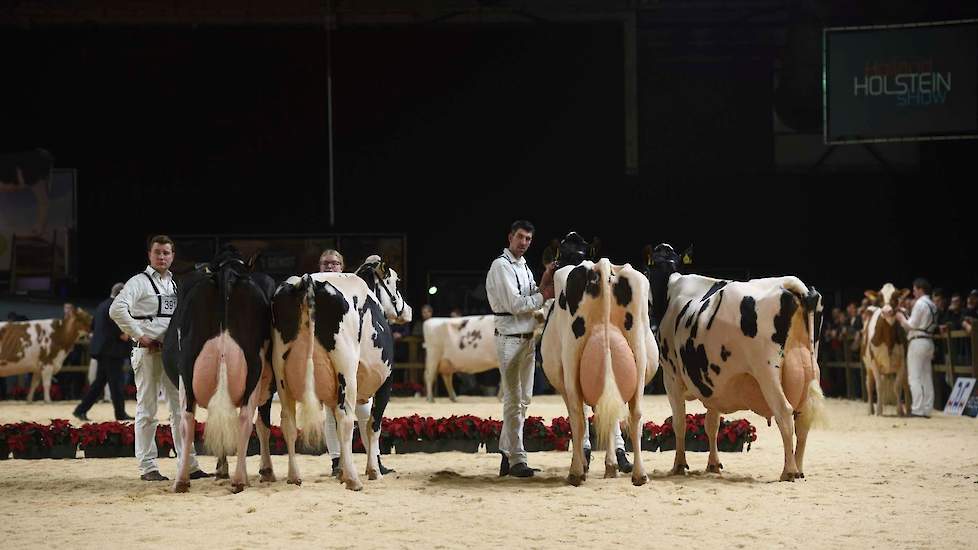 Om het niveau in deze rubriek aan te geven: dit is de staart van de rubriek met van links naar rechts de seniorenreservekampioene van de NRM, de reservekampioene van de Rundveeshow Noord, de reservekampioene van de Veekeuring Fryslân en de Honourable Ment