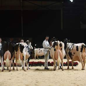 Om het niveau in deze rubriek aan te geven: dit is de staart van de rubriek met van links naar rechts de seniorenreservekampioene van de NRM, de reservekampioene van de Rundveeshow Noord, de reservekampioene van de Veekeuring Fryslân en de Honourable Ment