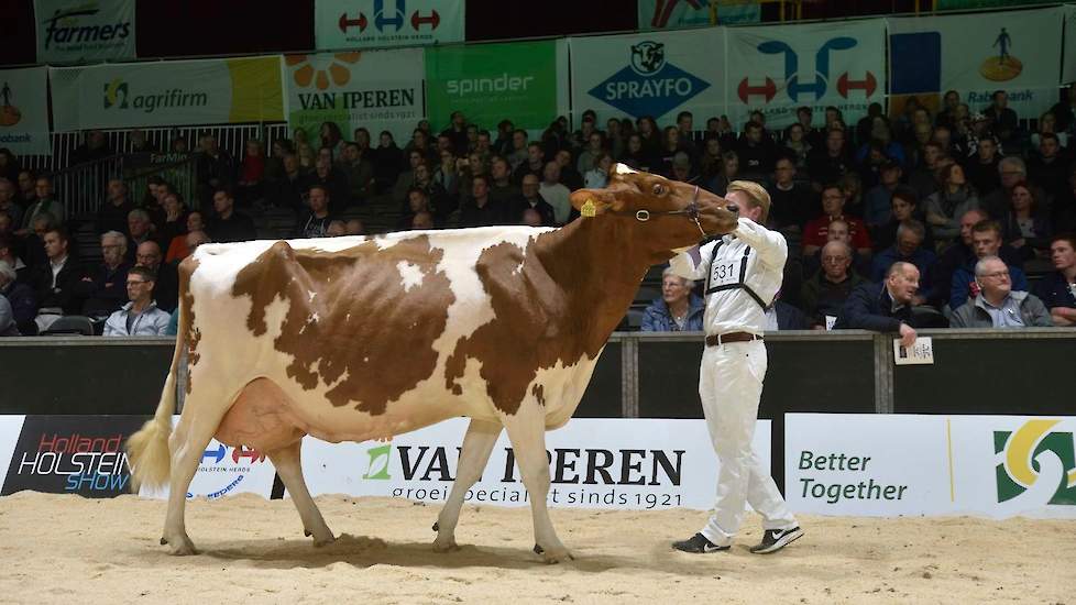 De bekende Els 286 van Arendsen Raedt uit Barchem was in topvorm en pakte onbedreigd de koppositie in een weergaloze rubriek met louter kampioenen en oudkampioenen. De Burnstyn-dochter is zeer fraai van type, loopt op beste benen en heeft een prachtige, b