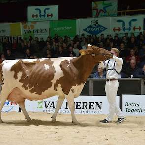 De bekende Els 286 van Arendsen Raedt uit Barchem was in topvorm en pakte onbedreigd de koppositie in een weergaloze rubriek met louter kampioenen en oudkampioenen. De Burnstyn-dochter is zeer fraai van type, loopt op beste benen en heeft een prachtige, b