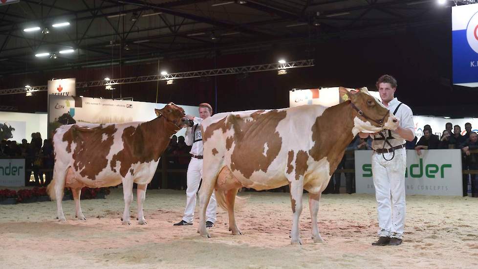 Future Dream H. Rosie van de familie Wijnker uit Avenhorn, hier op de voorgrond met Els 286 er achter, bezette de tweede plaats. De Jotan-dochter is groot en lang en heeft veel upstanding.