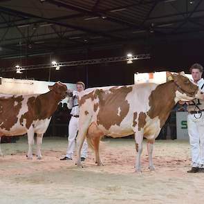 Future Dream H. Rosie van de familie Wijnker uit Avenhorn, hier op de voorgrond met Els 286 er achter, bezette de tweede plaats. De Jotan-dochter is groot en lang en heeft veel upstanding.