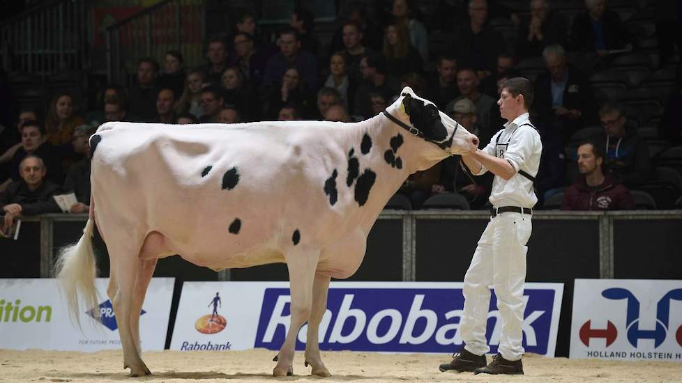 Falkena Anna 290 van Schep Holsteins uit Bergambacht kwam op kop in de tweede rubriek van de zwartbonte vaarzen. De Control-dochter toont met haar diepe borst, iets gesloten ribben en wat kortere nek meer kracht dan melktype. Ze heeft een zeer ondiepe, va