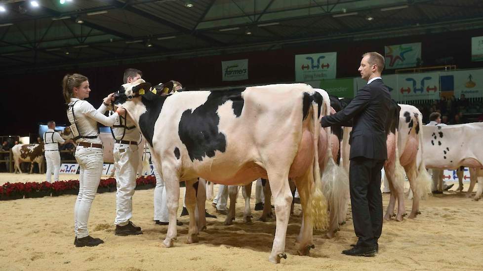 De wat rijpere, zeer correct gebouwde Talke 91 van de familie Lenferink uit Almelo pakte de 1B-positie. De Jetset-dochter heeft veel ruimte in voor- en middenhand en is zeer correct afgewerkt.