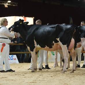 Ze werd gevolgd door de hoge, ranke JK Eder Eliza die geheel anders gebouwd is. De Byway-dochter van de familie Kolff uit Woudrichem heeft een zeer ondiepe, vaste uier en droge benen.