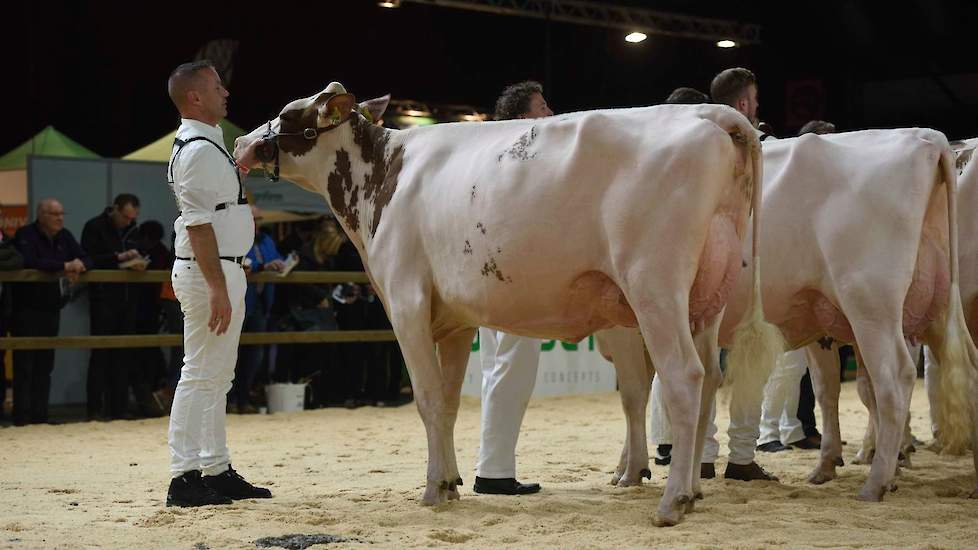 De grote, lange Giessen Cecibell 10 van Theo van Vliet uit Nieuwlande pakte de koppositie in de tweede rubriek roodbonte vaarzen. De Durango-dochter heeft een fraai zijaanzicht en een prachtige, ondiepe uier.