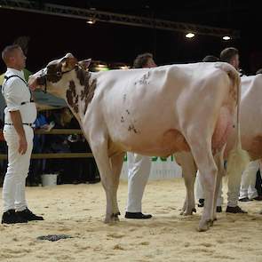 De grote, lange Giessen Cecibell 10 van Theo van Vliet uit Nieuwlande pakte de koppositie in de tweede rubriek roodbonte vaarzen. De Durango-dochter heeft een fraai zijaanzicht en een prachtige, ondiepe uier.