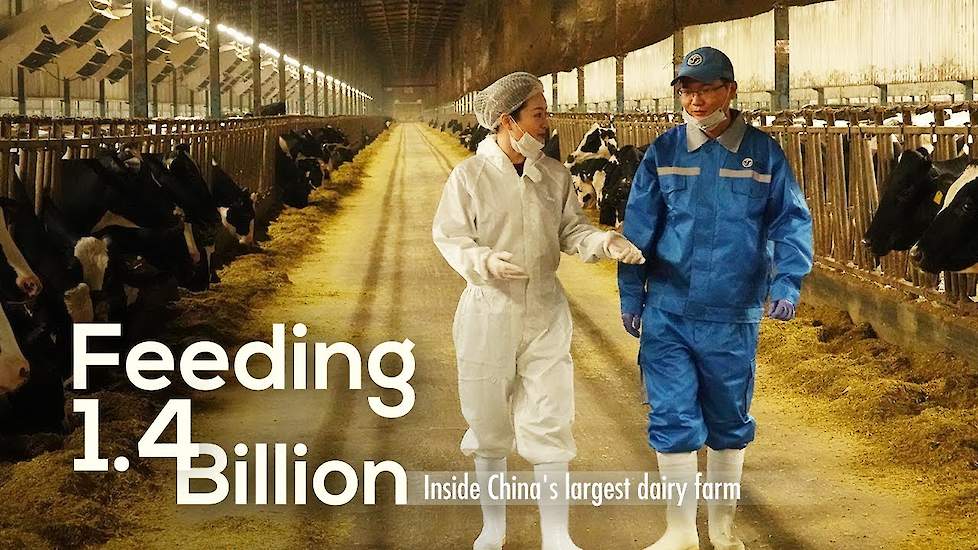 Feeding 1.4 Billion: Inside China's largest dairy farm