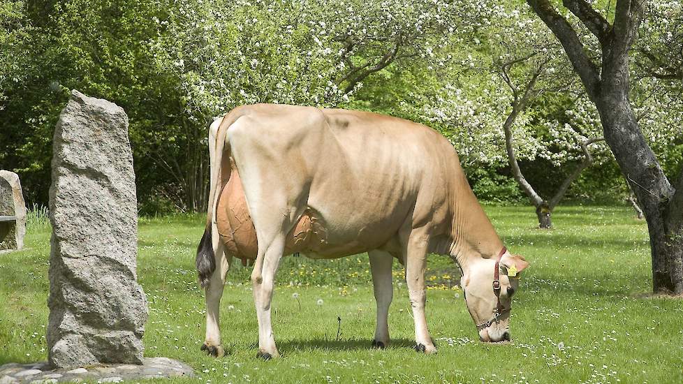 Een dochter van Jersey-stier DJ Zuma. De stier is een van de hoogste op basis van het aanhoudingscijfer en nog beschikbaar.