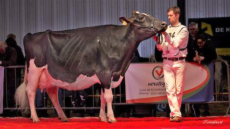 Ella 192 (v. Seaver) van de familie Bons uit Ottoland won het algemeen kampioenschap op de Wintershow in Noordeloos.
