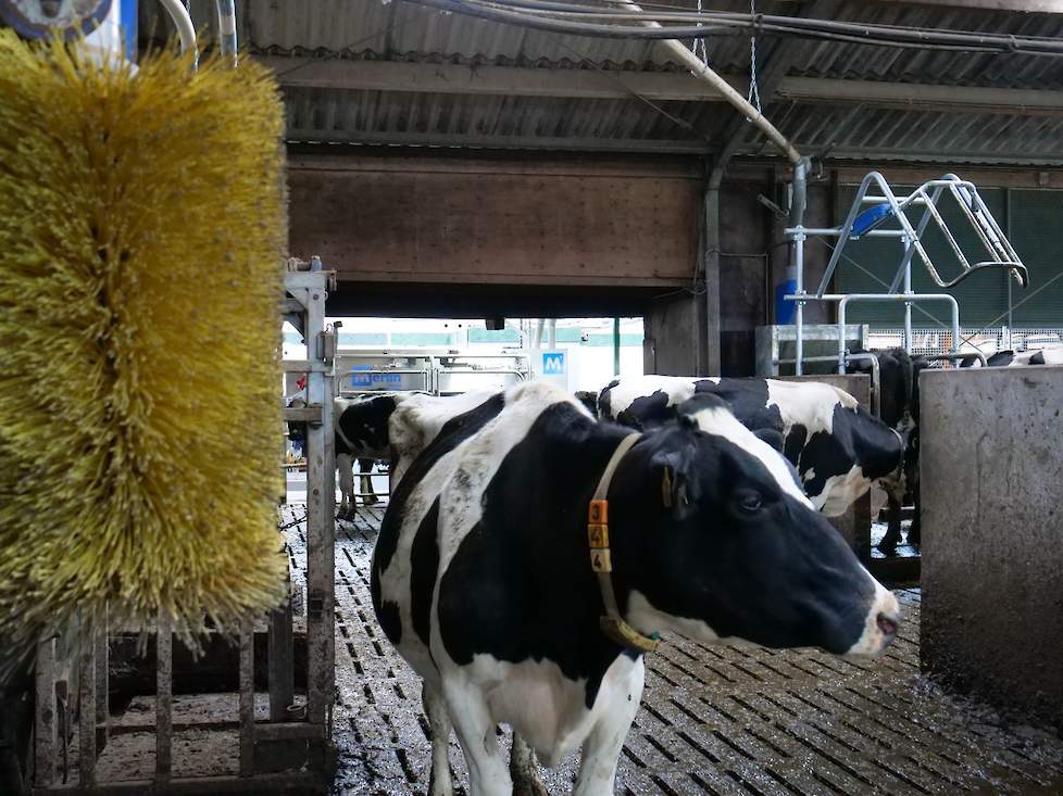 “Onze koeien geven meer melk, zijn rustiger en de uiers zijn gezonder”