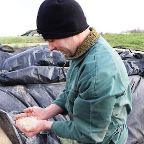 De gemalen winterveldbonen bevatten 294 gram ruw eiwit en 373 gram zetmeel. ‘Ik kan er mooi mee sturen omdat er zowel eiwit als zetmeel in zit. Ik voer momenteel 70% gras, 25% mais, 5% bonenmeel + MKS en 100 kg soja/raap.’
