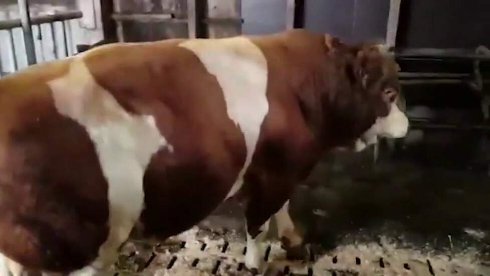 Stier Wilhelmus tijdens de fotosessie
