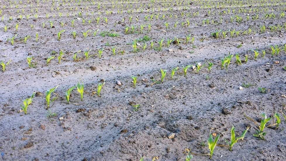 Risico bij vroege zaai: geelverkleuring en groeistress door nachtvorst en lage temperaturen