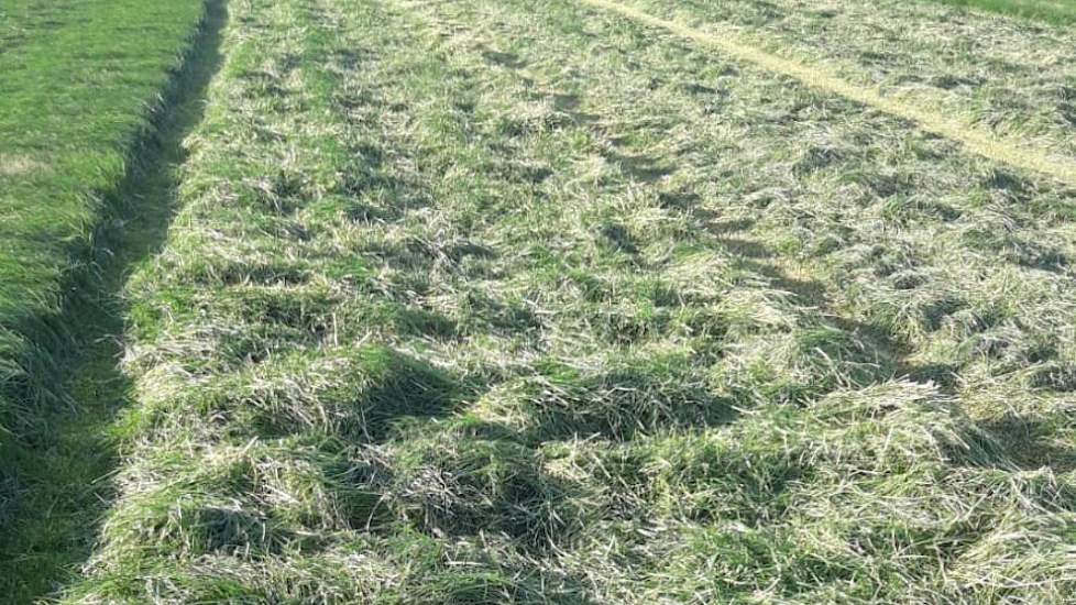 Het gras wordt regelmatig doorgezaaid met LG HAVERA 3 om de zode goed dicht te houden