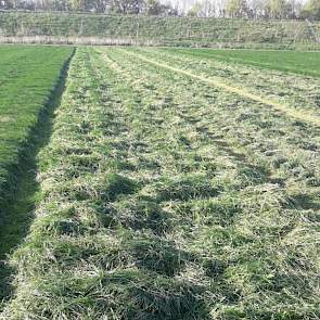 Het gras wordt regelmatig doorgezaaid met LG HAVERA 3 om de zode goed dicht te houden