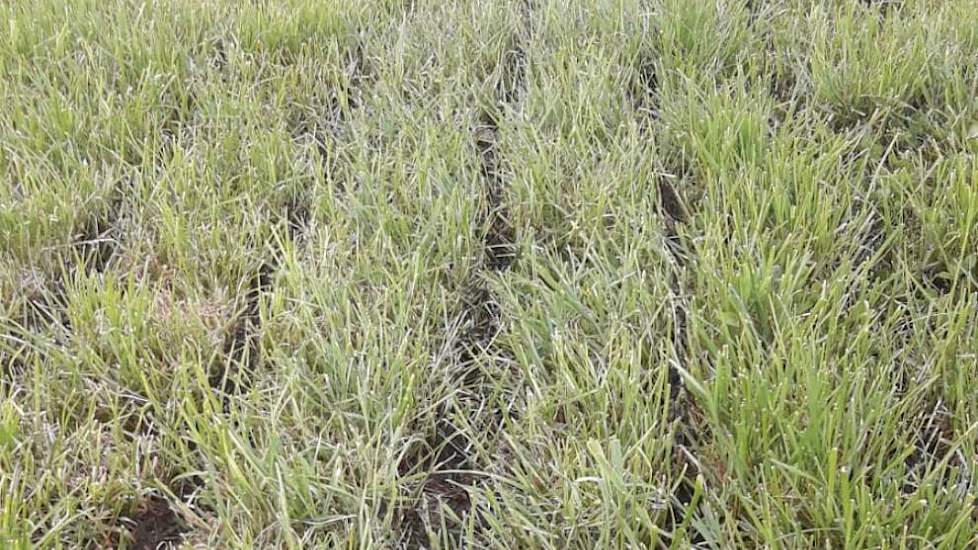 Na inkuilen op 24 april en een kleine gift KAS de dag daarna, gaat er op 28 april drijfmest verdund met water op het gras