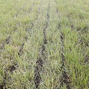 Na inkuilen op 24 april en een kleine gift KAS de dag daarna, gaat er op 28 april drijfmest verdund met water op het gras