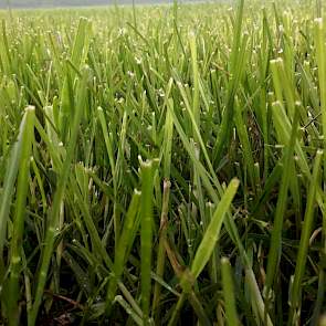 Het gras is dan alweer volop aan de groei, op naar hopelijk een mooie tweede snede
