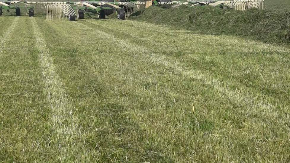Op 23 april ging het ras in de rug, doordat niet te diep is gemaaid komt er een mooie groene zode onder vandaan die alweer groeit