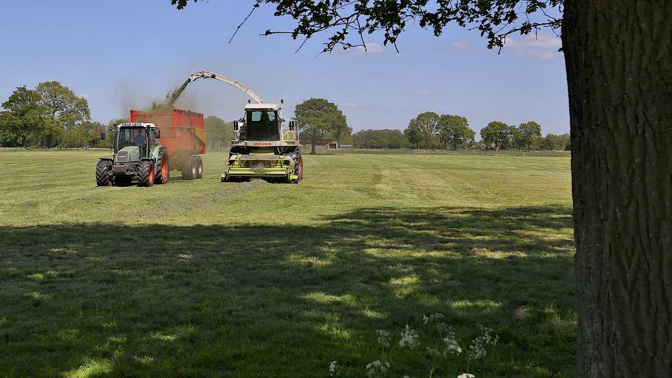 Bij de maatschap Schutte-van de Fliert in Harfsen wordt de eerste snede gehakseld en ingekuild door loonbedrijf Loman uit dezelfde woonplaats.